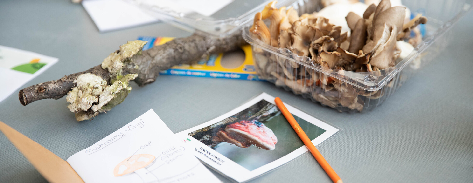 2026 Boston Area School Gardens Conference